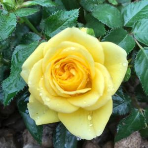 Meet your Posher, Katrina